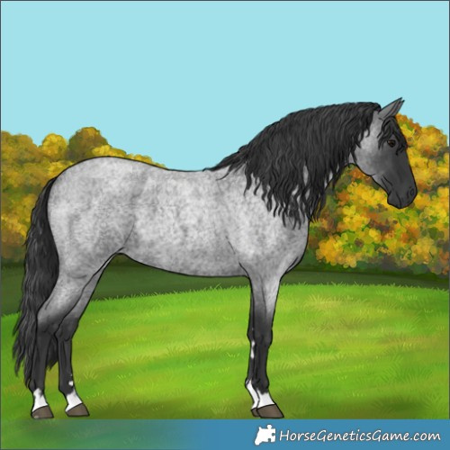 Horse Color:Blue Roan 