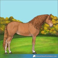 Horse Color:Chestnut 