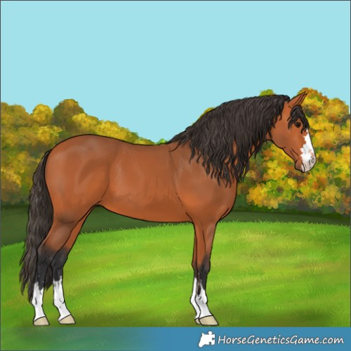 Horse Color:Bay 