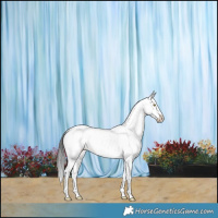 Horse Color:Brown Dun Sabino Rabicano