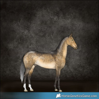 Horse Color:Buckskin Dun Rabicano
