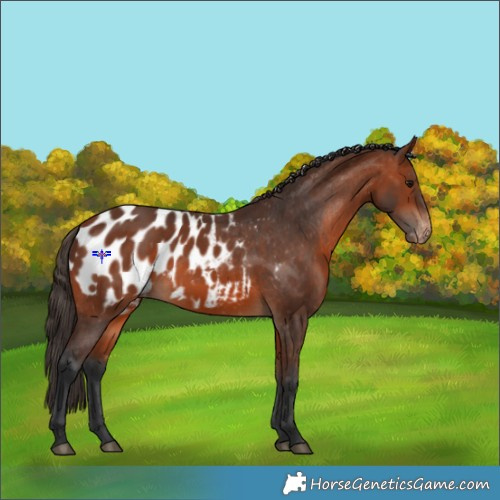 Horse Color:Bay Appaloosa 
