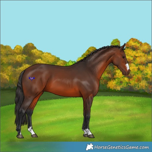 Horse Color:Brown 