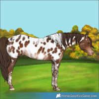 Horse Color:Liver Chestnut Tobiano Near Leopard 