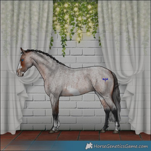 Horse Color:Powder White Bay Roan Frame 
