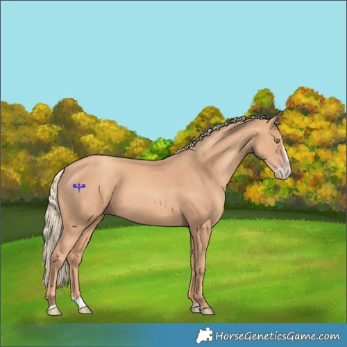 Horse Color:Gold Champagne Splash 