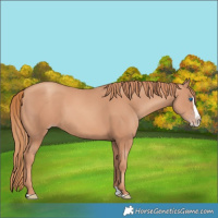 Horse Color:Gold Champagne Splash 