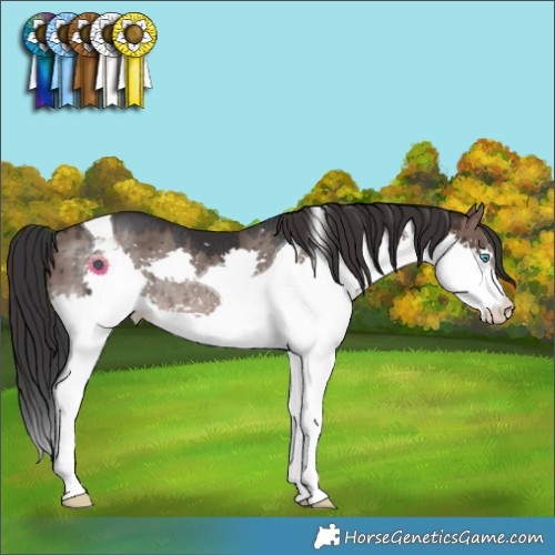 Horse Color:Brown Dun Splash Tobiano Rabicano Brindle 