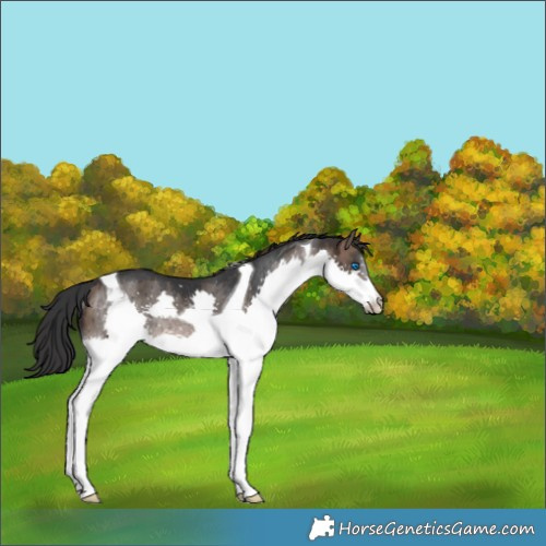 Horse Color:Brown Dun Splash Tobiano Rabicano Brindle 