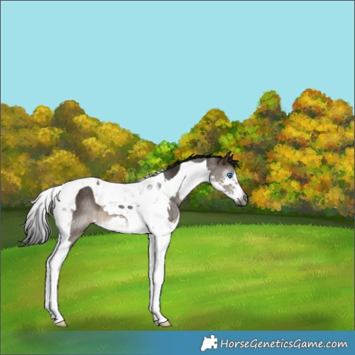 Horse Color:Gray Brown Dun Splash Tobiano Rabicano 