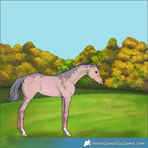 Horse Color:Watercolor Liver Red Dun Rabicano 