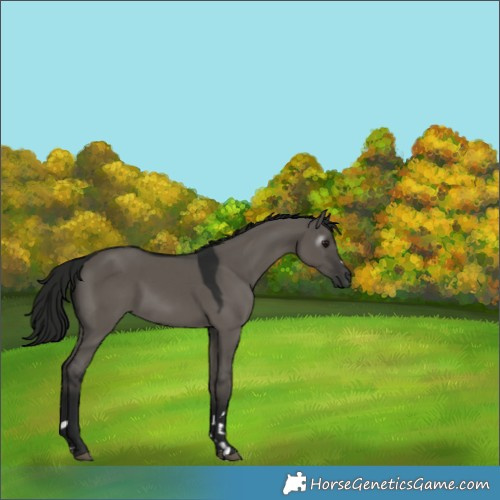 Horse Color:Gray Smoky Grullo 