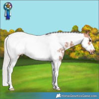 Horse Color:Silver Bay Sabino Tobiano Frame 