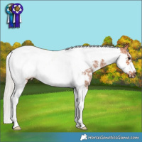Horse Color:Silver Bay Sabino Tobiano Frame 