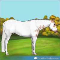Horse Color:Silver Bay Sabino Tobiano Frame 