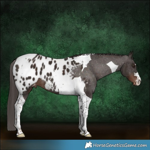 Horse Color:Liver Chestnut Tobiano Appaloosa 