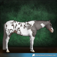 Horse Color:Liver Chestnut Tobiano Blanket 