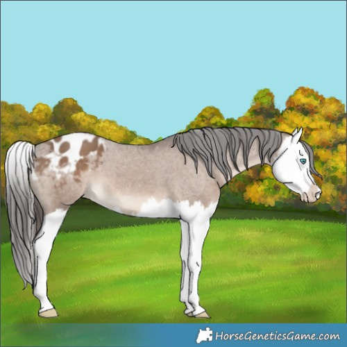 Horse Color:Liver Red Dun Splash Appaloosa 
