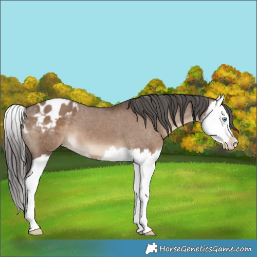 Horse Color:Liver Red Dun Splash Varnish 