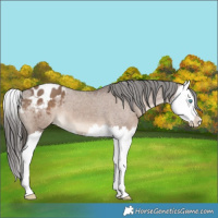 Horse Color:Liver Red Dun Splash Appaloosa 
