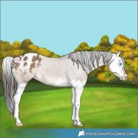 Horse Color:Liver Red Dun Splash Appaloosa