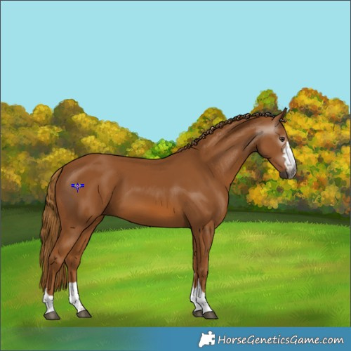 Horse Color:Gray Chestnut 