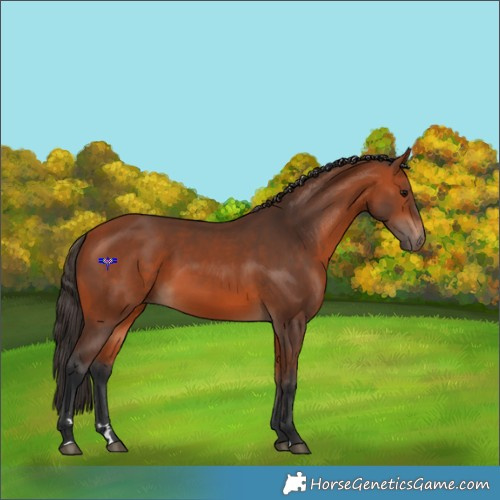 Horse Color:Bay 