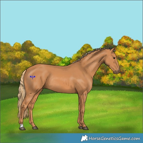 Horse Color:Chestnut Rabicano 