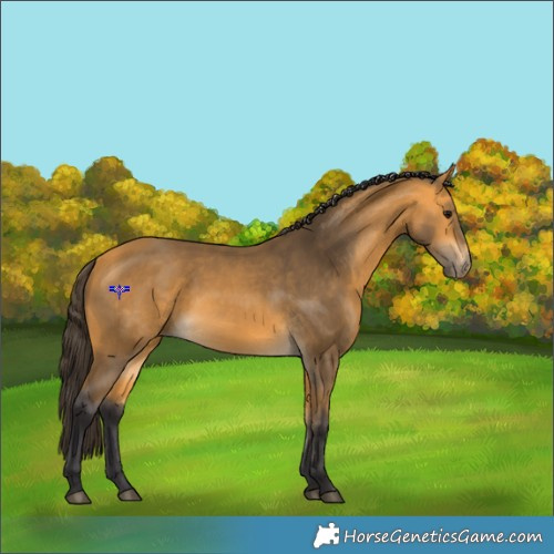 Horse Color:Buckskin Rabicano 