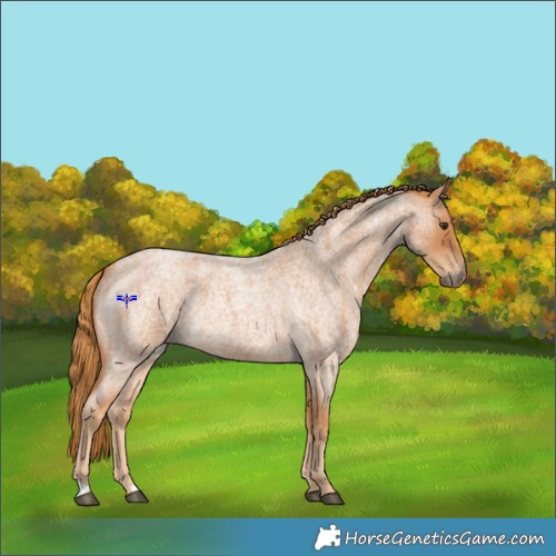 Horse Color:Red Roan Rabicano 