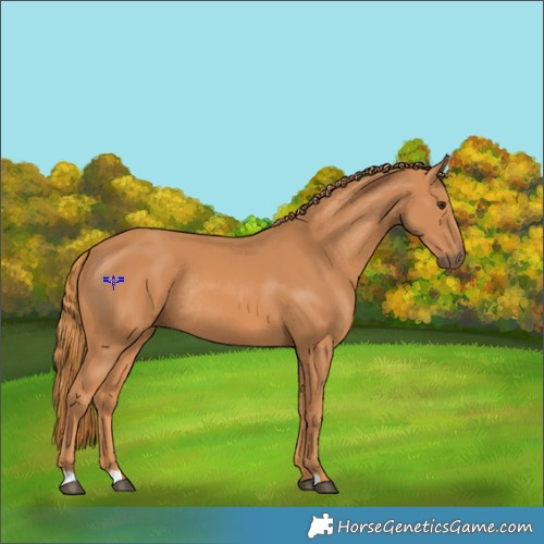 Horse Color:Chestnut Rabicano 