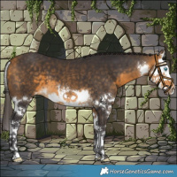 Horse Color:White Spotted Buckskin Splash