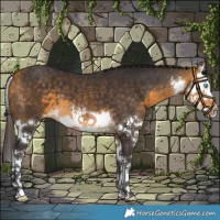 Horse Color:White Spotted Buckskin Splash 