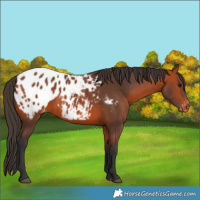 Horse Color:Bay Appaloosa 