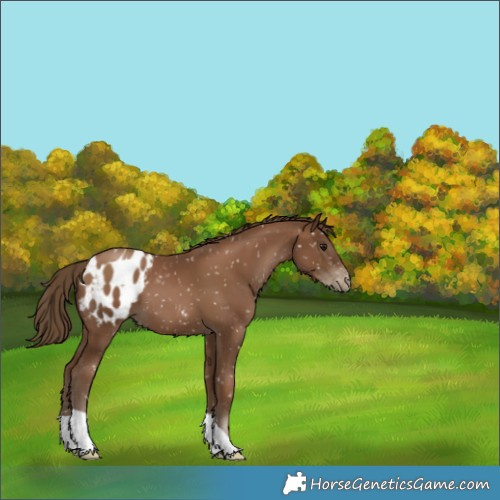 Horse Color:Gray Black Pearl Appaloosa 