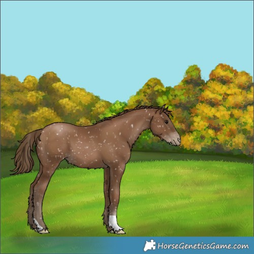 Horse Color:Gray Black Pearl Appaloosa 