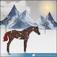 Horse Color:Painted White Spotted Liver Chestnut Tobiano 