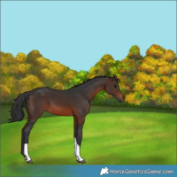 Horse Color:Brown Tobiano 