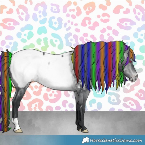 Horse Color:Painted Brown Chinchilla Appaloosa 