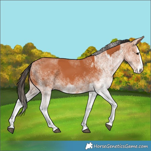 Horse Color:White Spotted Bay Splash  and White Spotted Bay Splash 