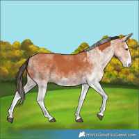 Horse Color:White Spotted Bay Splash and White Spotted Bay Splash
