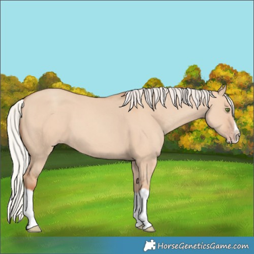 Horse Color:Silver Classic Champagne Dun Splash Frame 