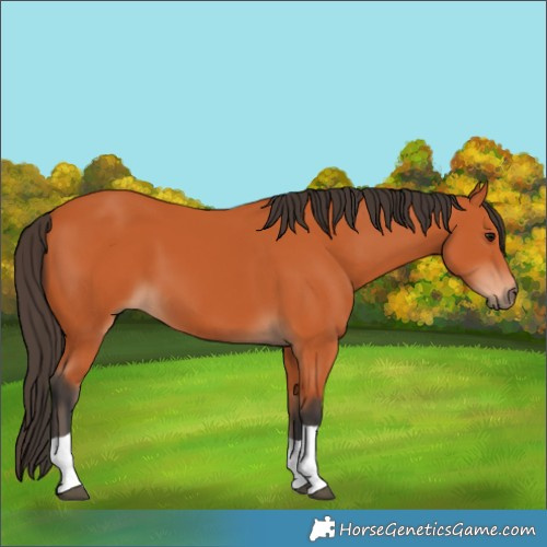 Horse Color:Bay Tobiano 