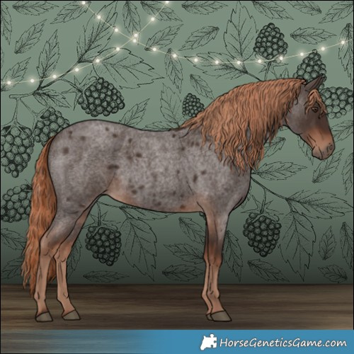 Horse Color:Liver Red Roan 