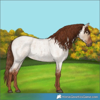 Horse Color:Red Dun Roan 