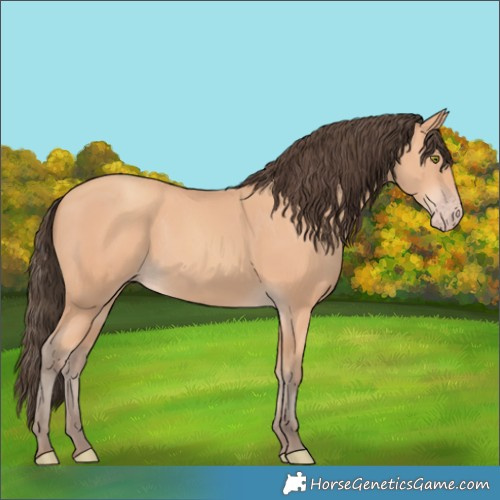 Horse Color:Amber Champagne 