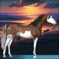 Horse Color:Bay Splash Rabicano 