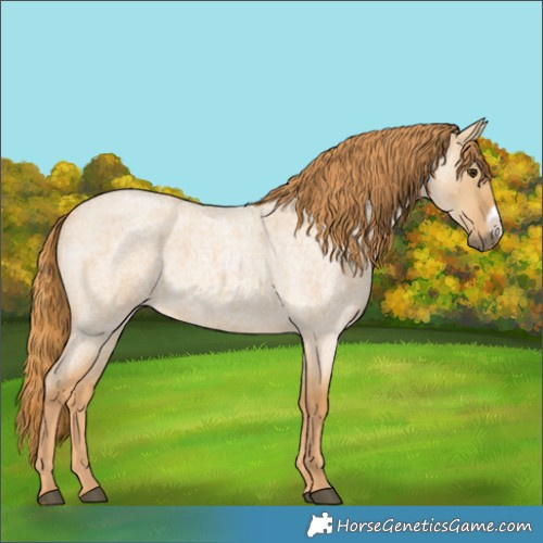 Horse Color:Red Dun Roan Frame 