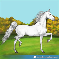 Horse Color:Gray Black Appaloosa 