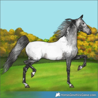 Horse Color:Gray Black Appaloosa